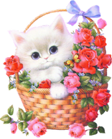 a cute white kitten in a basket 